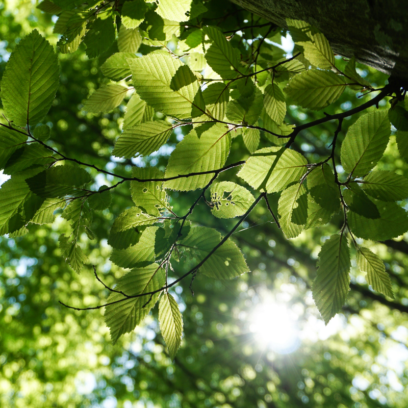 I LOVE GREEN I LOVE GREEN
